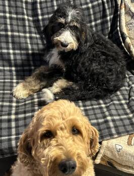 Norma -  Bernedoodle Dog for Adoption in Antwerp, Ohio - Norma | PetCurious