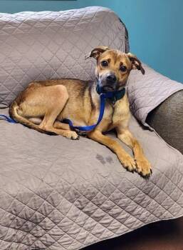 DOUGIE -  Mountain Cur Dog for Adoption in Ashland, Ohio - DOUGIE | PetCurious