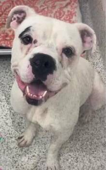 Boxer and American Bulldog Dogs Available for Adoption in Middlesex, New Jersey - Blooper-Foster Needed | PetCurious