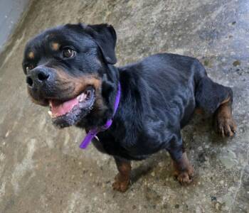 Boromir -  Rottweiler Dog for Adoption in Warren, Michigan - Boromir | PetCurious
