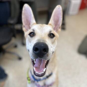 Oriole -  Shepherd and Mixed Breed Dog for Adoption in Kanab, Utah - Oriole | PetCurious