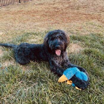 Poodle and Golden Retriever Dogs Available for Adoption in Roanoke, Virginia - Beau | PetCurious