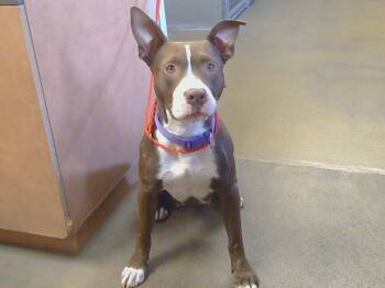 Rescue Pit Bull Terrier Dogs for Adoption in Sacramento, California - ISLA | PetCurious