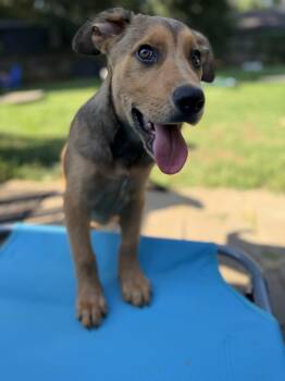 Peaches -  German Shepherd Dog Dog for Adoption in Charlotte, North Carolina - Peaches | PetCurious