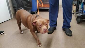 PEBBLES -  Pit Bull Terrier Dog for Adoption in Aurora, Illinois - PEBBLES | PetCurious