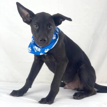 Hudson - Local November 6-8 -  German Shepherd Dog Dog for Adoption in Brookshire, Texas - Hudson - Local November 6-8 | PetCurious