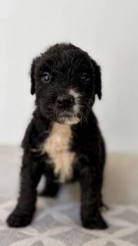 Terrier and Mixed Breed Dogs Available for Adoption - Hattie | PetCurious