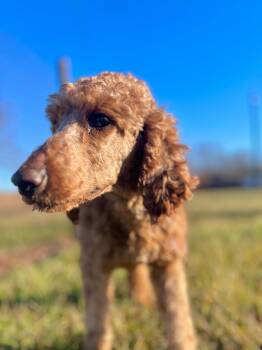 Lucy OH Jan 24 -  Standard Poodle Dog for Adoption in Pacolet, South Carolina - Lucy OH Jan 24 | PetCurious
