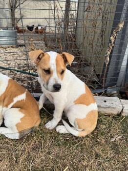 American Bulldog and Australian Cattle Dog Blue Heeler Dogs Available for Adoption - Pablo | PetCurious