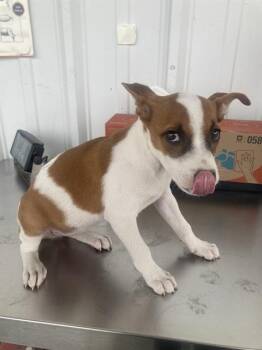 Rescue Chihuahua and Terrier Dogs for Adoption in Thousand Oaks, California - Mimi -- URGENT!! | PetCurious