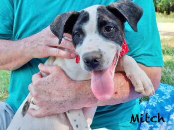 Rescue Labrador Retriever Dogs for Adoption in Manchester, Connecticut - Mitch | PetCurious