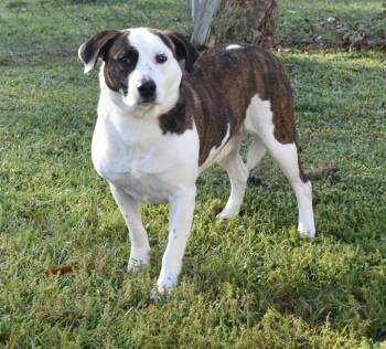 Australian Shepherd and Mixed Breed Dogs Available for Adoption in Kingsland, Georgia - Butters | PetCurious