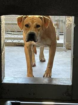 Rescue Mixed Breed Dogs for Adoption in Marshall, North Carolina - Pixie Glitter | PetCurious