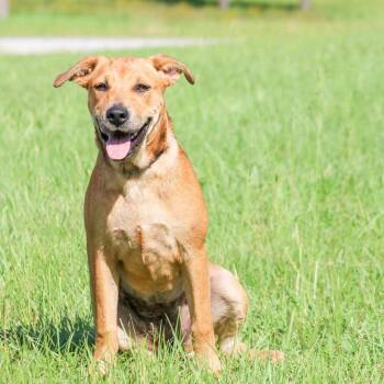 Raven -  Mixed Breed Dog for Adoption in Groveland, Massachusetts - Raven | PetCurious