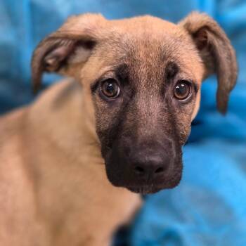 Megan -  Mixed Breed Dog for Adoption in Charleston, West Virginia - Megan | PetCurious