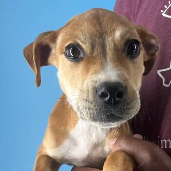 Rescue Labrador Retriever and Boxer Dogs for Adoption in Brookshire, Texas - Lulu - Local Dec 19-25 | PetCurious