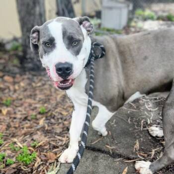 Pit Bull Terrier Dogs Available for Adoption - Hubbabubba | PetCurious