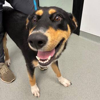 Royal -  Shepherd Dog Available for Adoption in Abilene, Texas - Royal | PetCurious