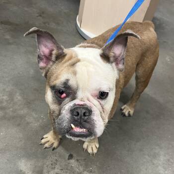 Buckley -  English Bulldog Dog for Adoption in Tampa, Florida - Buckley | PetCurious