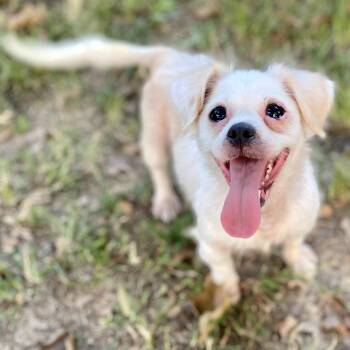 Maxine -  Papillon Dog for Adoption in Andover, Massachusetts - Maxine | PetCurious