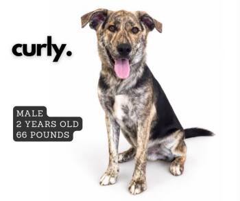 Curly -  Shepherd Dog for Adoption in Ashland, Kentucky - Curly | PetCurious