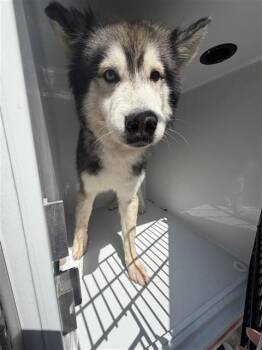 A662552 -  Husky Dog for Adoption in Houston, Texas - A662552 | PetCurious
