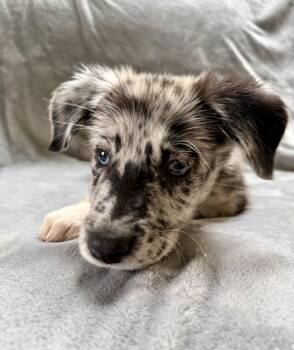 Starburst -  Australian Shepherd Dog for Adoption in Plainfield, Illinois - Starburst | PetCurious