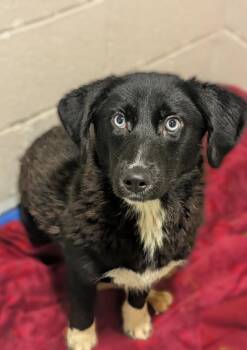 Athena -  Mixed Breed Dog for Adoption in Hyde Park, New York - Athena | PetCurious