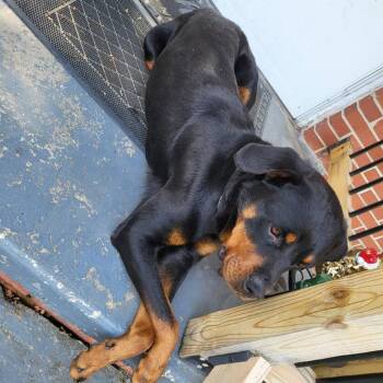 Elliot -  Rottweiler Dog for Adoption in Greensboro, North Carolina - Elliot | PetCurious
