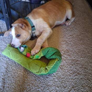 Andy/bruiser -  Mixed Breed Dog for Adoption in Bismarck, North Dakota - Andy/bruiser | PetCurious