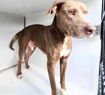 Staffordshire Bull Terrier and Mixed Breed Dogs Available for Adoption in Houston, Texas - A656799 | PetCurious