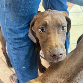 Rhodesian Ridgeback Dogs Available for Adoption in Wichita, Kansas - Molly | PetCurious