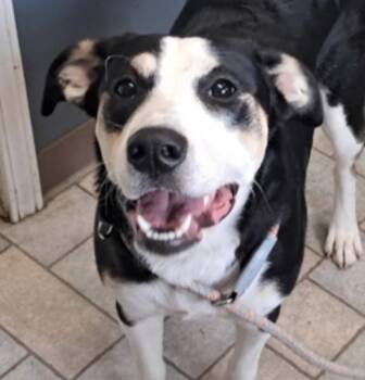 Australian Shepherd Dogs Available for Adoption in Hollister, Missouri - Emira | PetCurious