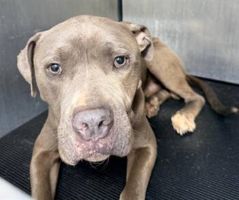 THUNDER -  American Staffordshire Terrier Dog for Adoption in San Antonio, Texas - THUNDER | PetCurious