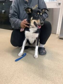 Rescue Mixed Breed Dogs for Adoption in Fort Worth, Texas - 59682537 | PetCurious