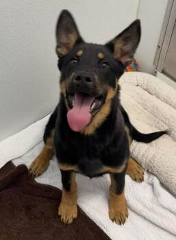 German Shepherd Dog and Husky Dogs Available for Adoption in Yellowknife, Northwest Territories - Jax | PetCurious