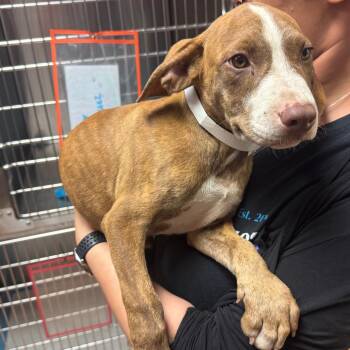 Tiger -  Mixed Breed Dog for Adoption in Columbus, Georgia - Tiger | PetCurious