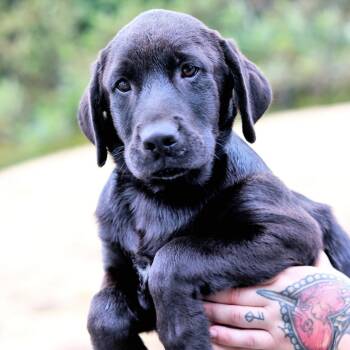 CT Beau -  Black Labrador Retriever and Mixed Breed Dog for Adoption in Eastford, Connecticut - CT Beau | PetCurious