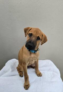 Robin -  Shepherd and Labrador Retriever Dog for Adoption in Albion, New York - Robin | PetCurious