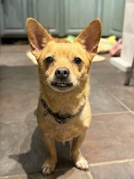Rescue Chihuahua Dogs for Adoption in Tucson, Arizona - Otto | PetCurious