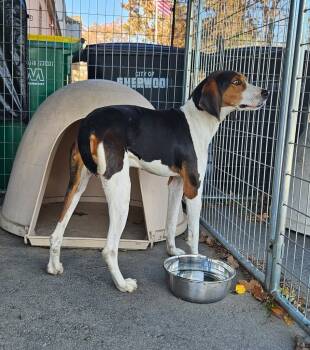 Rescue Hound and Mixed Breed Dogs for Adoption in Sherwood, Arkansas - Sid | PetCurious