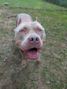 Piggy -  Pit Bull Terrier Dog for Adoption in Reisterstown, Maryland - Piggy | PetCurious