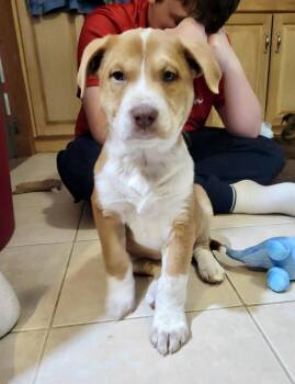 Labrador Retriever and Pit Bull Terrier Dogs Available for Adoption - Tatum | PetCurious