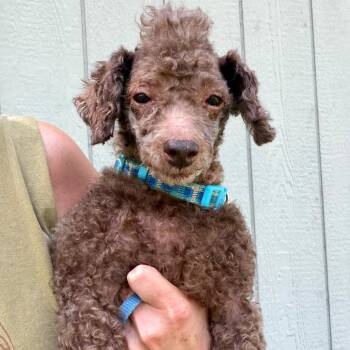 Mickey -  Poodle Dog for Adoption in Lee