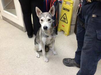 Rescue Siberian Husky Dogs for Adoption in Riverside, California - PRINCESS | PetCurious