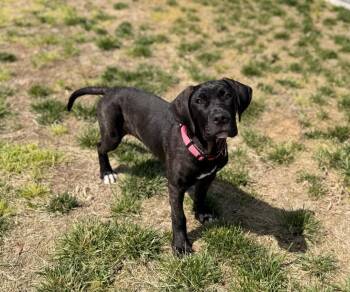 Mixed Breed Dogs Available for Adoption in Clarksville, Tennessee - Turtle | PetCurious