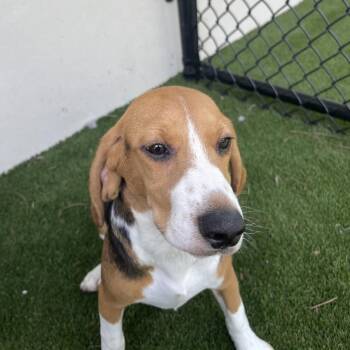GH6 8733 -  Beagle Dog for Adoption in Loxahatchee Groves, Florida - GH6 8733 | PetCurious