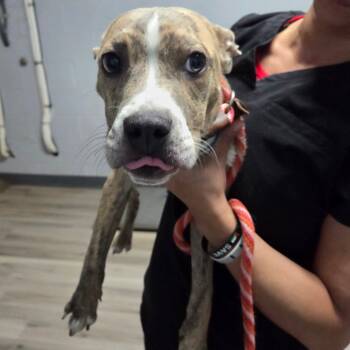 Rescue Terrier Dogs for Adoption in St. Louis, Missouri - Baby Bok Choy | PetCurious