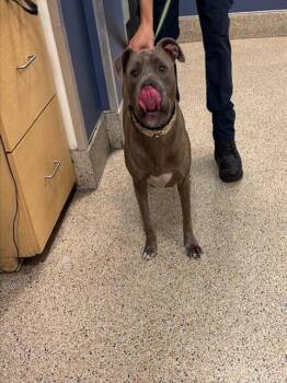 Rescue Labrador Retriever and American Bulldog Dogs for Adoption in Doral, Florida - RUBY | PetCurious