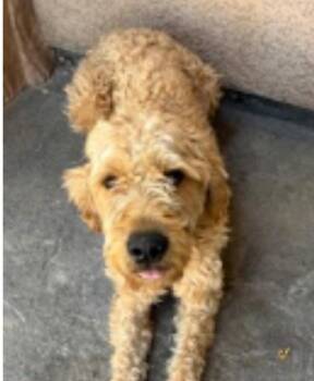 Luca -  Poodle Dog for Adoption in Logan, Utah - Luca | PetCurious